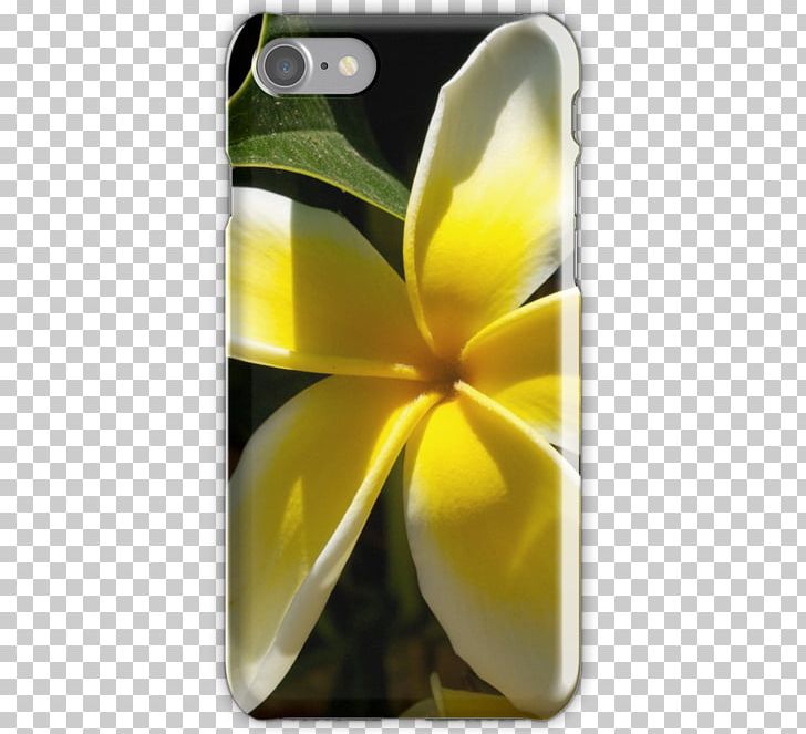 Flower Frangipani Photography Nature PNG, Clipart, Bud, Flower, Frangipani, Gardening, Instagram Free PNG Download