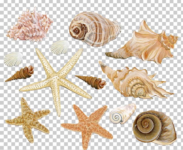 Seashell Mollusc Shell Conch Watercolor Painting PNG, Clipart, Animals, Art, Avatan, Avatan Plus, Beach Free PNG Download