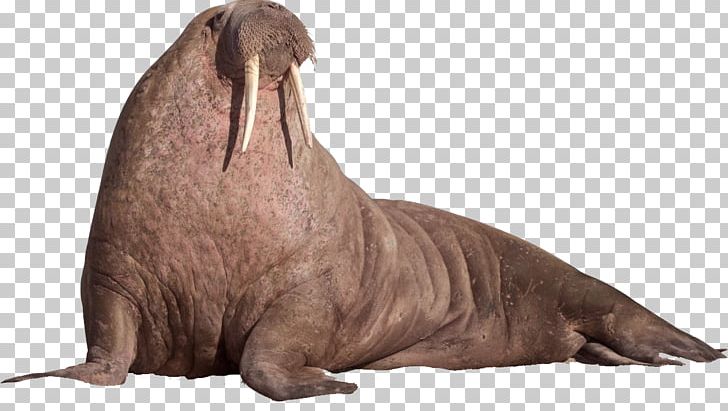 Walruses Sea Lion Elephant Seal PNG, Clipart, Animal, Antarctic Penguins, Biological, Computer Icons, Definition Free PNG Download