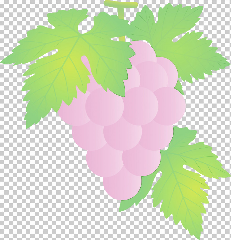 Leaf Grape Leaves Green Grape Grapevine Family PNG, Clipart, Flower, Fruit, Grape, Grape Leaves, Grapes Free PNG Download