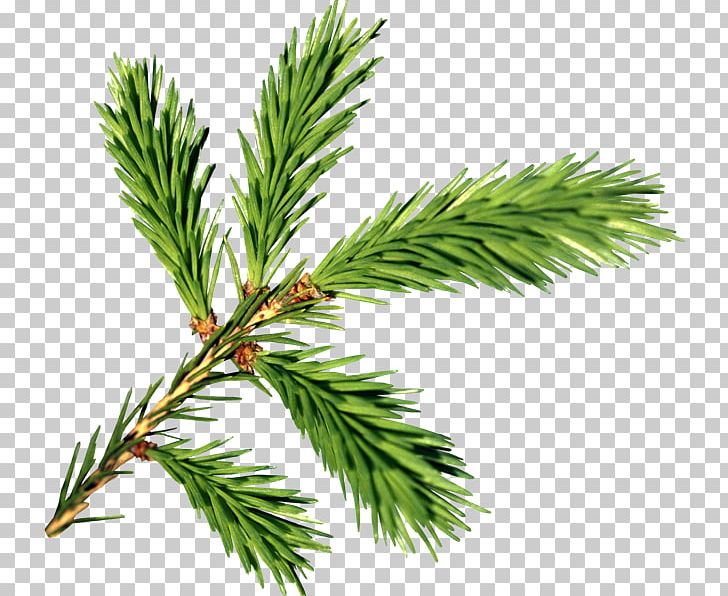 Branch Fir PNG, Clipart, 2016, Biome, Blog, Branch, Cam Resimleri Free PNG Download