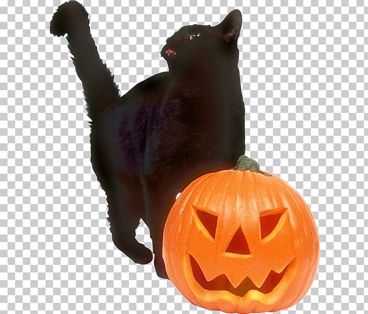 Black Cat Halloween Jack-o'-lantern Trick-or-treating Wedding Invitation PNG, Clipart, Black Cat, Calabaza, Carnivoran, Carving, Cat Free PNG Download
