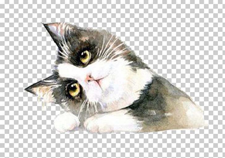 British Shorthair American Shorthair Ragdoll American Curl PNG, Clipart, Animals, Calico Cat, Carnivoran, Cat, Catgirl Free PNG Download