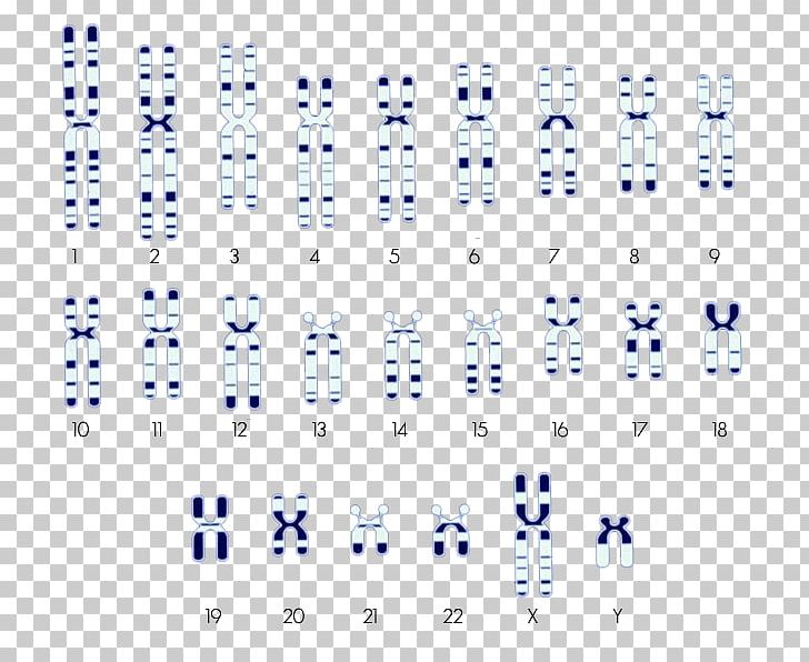 Ivari Chromosome Chromatid Saiga Antelope PNG, Clipart, Angle, Antelope, Area, Bacteria, Blue Free PNG Download