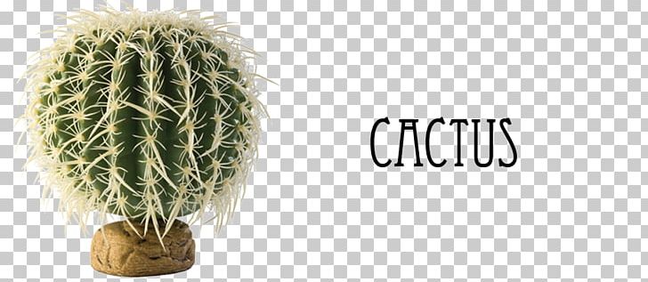 Reptile Terrarium Barrel Cactus Vivarium Exo Terra PNG, Clipart, Astrophytum Asterias, Barrel Cactus, Bearded Dragon, Cactaceae, Cactus Free PNG Download
