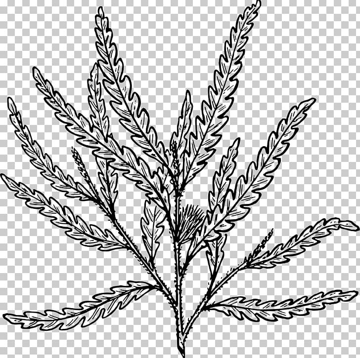 Comptonia Fern Frond Blechnum Spicant PNG, Clipart, Black And White, Branch, Commodity, Comptonia, Drawing Free PNG Download