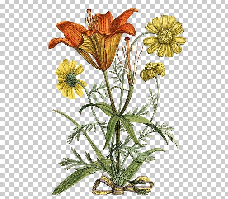 Flora Botany Botanical Illustration Flower Daffodil PNG, Clipart, Botanical Garden, Bulb, California Poppy, Carl Linnaeus, Carolus Clusius Free PNG Download