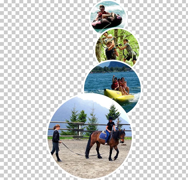 Les Elfes Verbier PNG, Clipart, Camping, Child, Day Camp, Horse, Horse Like Mammal Free PNG Download