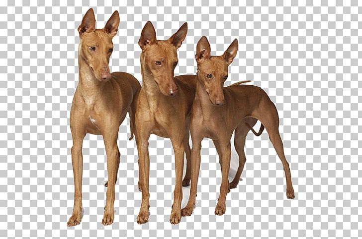 Pharaoh Hound Serbian Tricolour Hound Treeing Walker Coonhound Black And Tan Coonhound Dunker PNG, Clipart, Black And Tan Coonhound, Breed, Canidae, Colt, Dog Free PNG Download