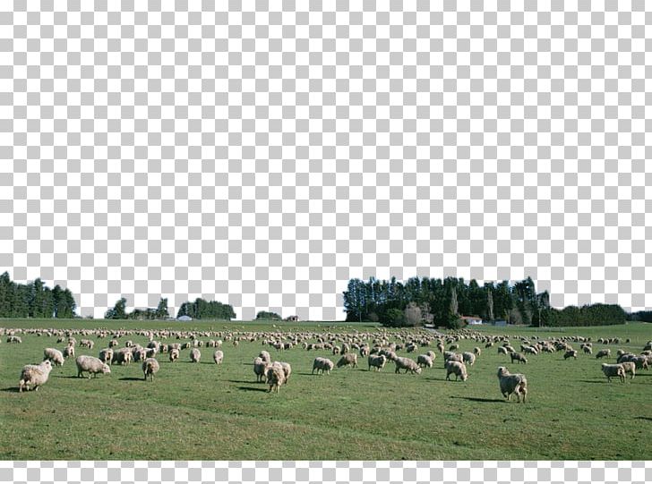 Sheep Cattle Goat Grassland Agriculture PNG, Clipart, Animals, Botany, Calcareous Grassland, Cattle And Sheep, Farm Free PNG Download
