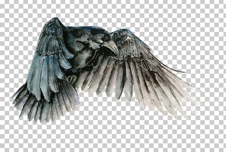 Bird Watercolor Painting Common Raven Drawing PNG, Clipart, Art, Beak, Bird Of Prey, Birds, Black Free PNG Download