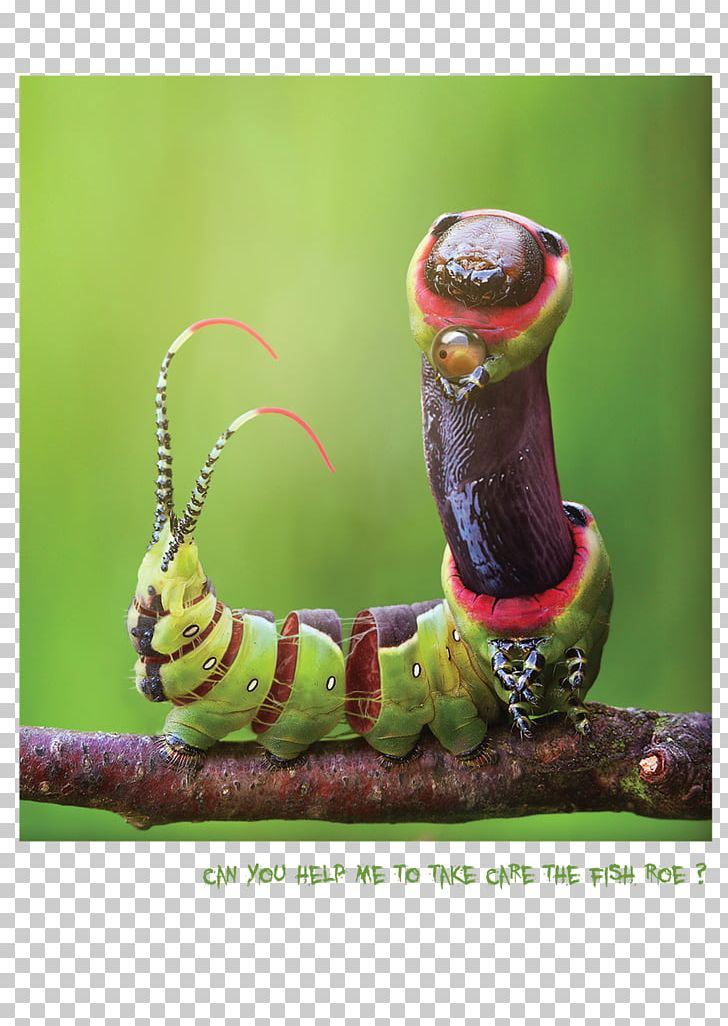 Caterpillar Macro Photography PNG, Clipart, Animals, Caterpillar, Fish Roe, Insect, Invertebrate Free PNG Download