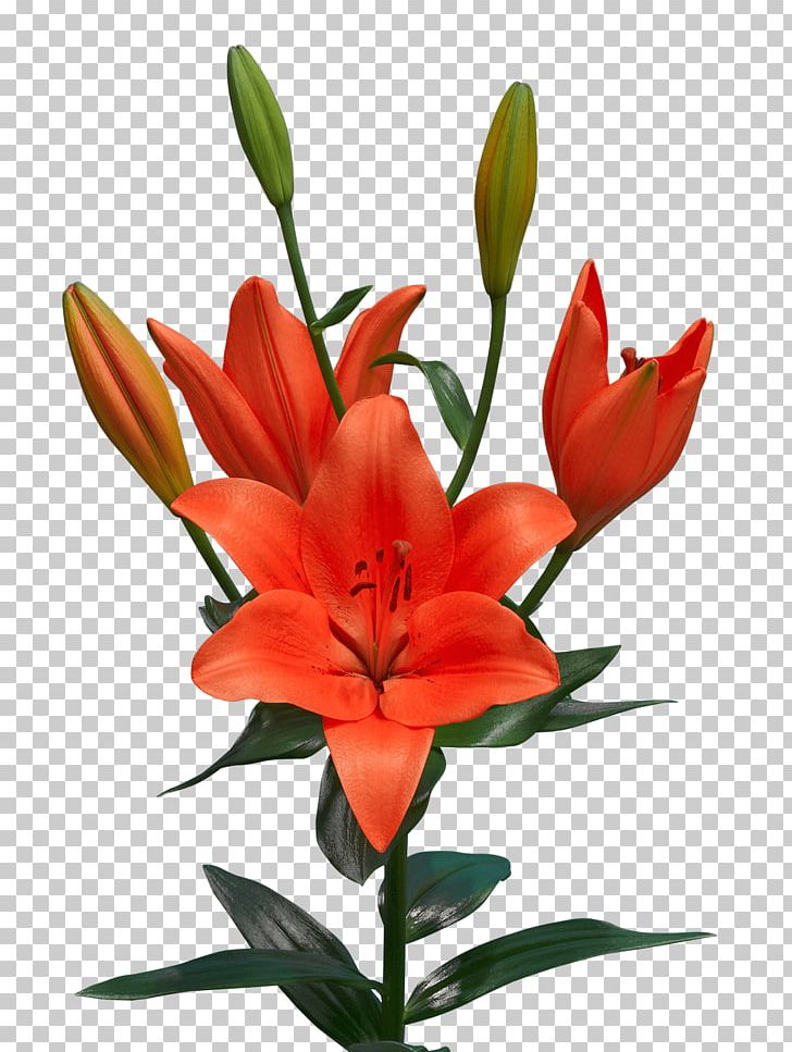 Orange Lily Sunderland A.F.C. Bulb Cut Flowers Tulip PNG, Clipart, Bud, Bulb, Bulbs And Tubers, Cut Flowers, Flower Free PNG Download