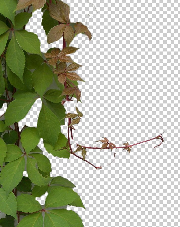 Parthenocissus Tricuspidata Plant Green Wall Ivy PNG, Clipart, Animals, Background Green, Branch, Climb, Decoration Free PNG Download