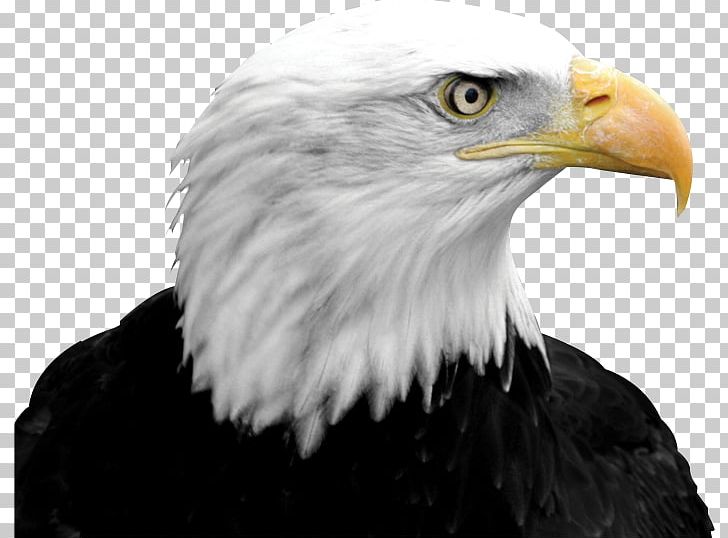Bald Eagle Falcon Bird PNG, Clipart, Accipitriformes, Animals, Bald Eagle, Beak, Bird Free PNG Download