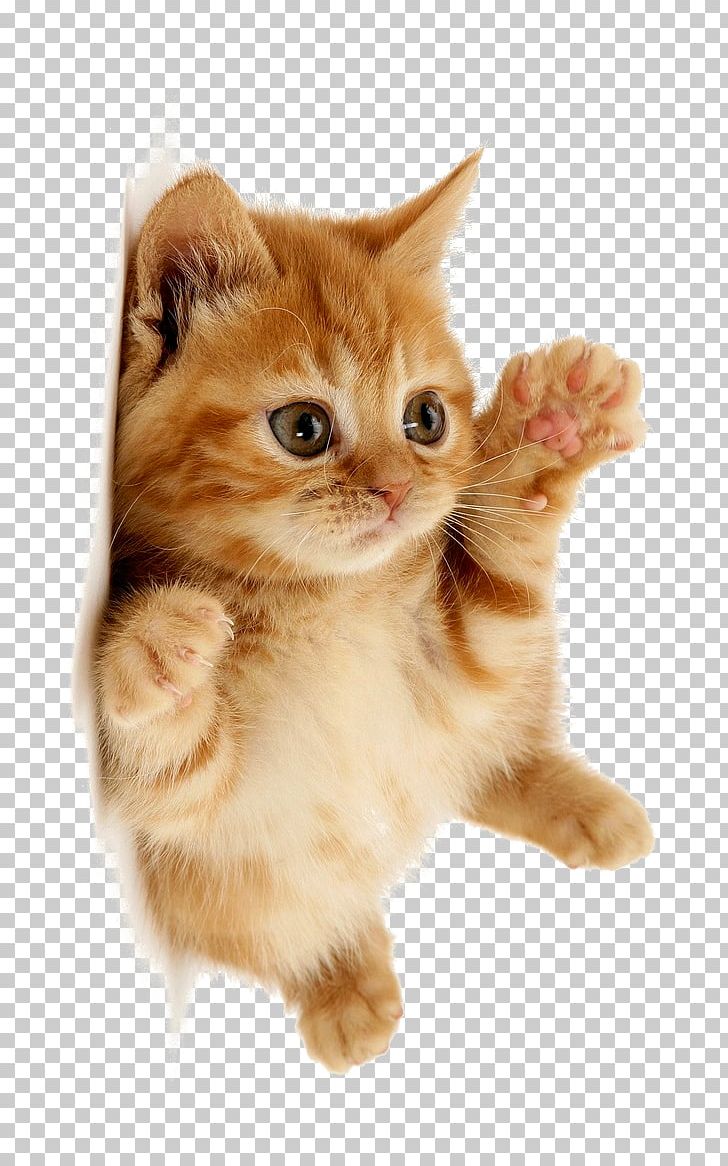 Cute Cat PNG, Clipart, Animal, Cat Clipart, Cute, Cute Clipart, Cute Thing Free PNG Download