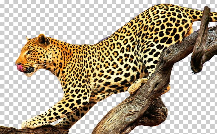 Leopard Jaguar Lion Felidae Cougar PNG, Clipart, Animal, Animals, Bengal Tiger, Big Cat, Big Cats Free PNG Download
