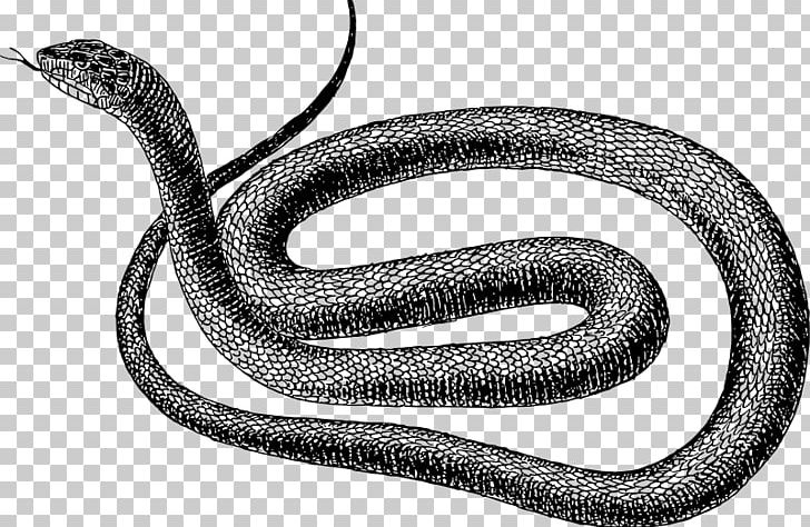Snake Vipers Drawing PNG, Clipart, Black And White, Black Rat Snake, Black Snake, Clip Art, Colubridae Free PNG Download