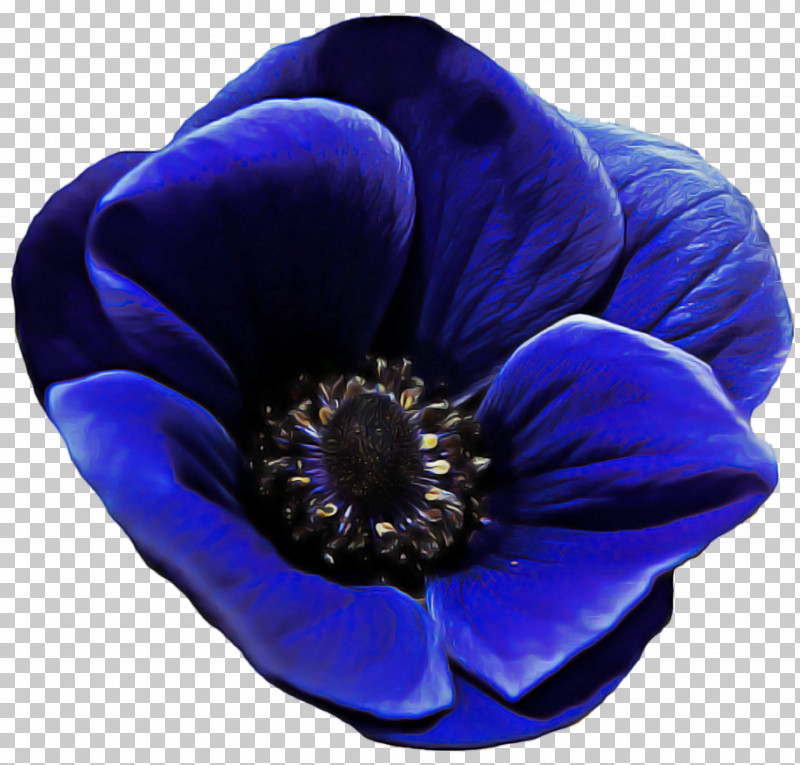 Flower Anemone Electric Blue M Petal Cobalt Blue / M PNG, Clipart, Anemone, Biology, Electric Blue M, Flower, Petal Free PNG Download