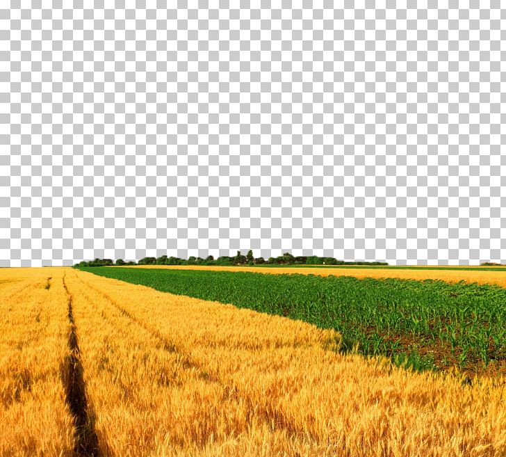 Crop Wheat Maize PNG, Clipart, Agriculture, Beautiful Scenery, Computer Wallpaper, Crop, Farm Free PNG Download