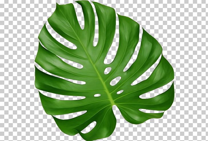 Leaf Monstera Houseplant Root PNG, Clipart, Artikel, Asparagus, Color, Dishwashing Liquid, Flower Free PNG Download