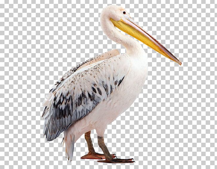 Pelican Beak Fauna Wildlife PNG, Clipart, Beak, Bird, Collabora, Fauna, Organism Free PNG Download
