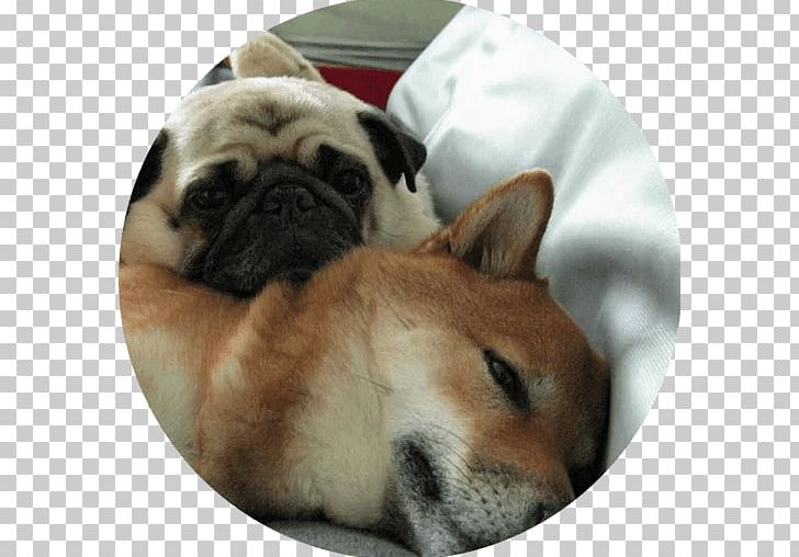 Pug Puppy Dog Breed Shiba Inu Companion Dog PNG, Clipart, Akita, Animals, Breed, Breed Group Dog, Carnivoran Free PNG Download