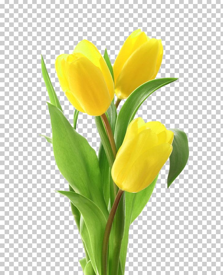 Tulip Flower Bouquet Yellow PNG, Clipart, Cut Flowers, Floral Design, Floristry, Flower, Flower Arranging Free PNG Download