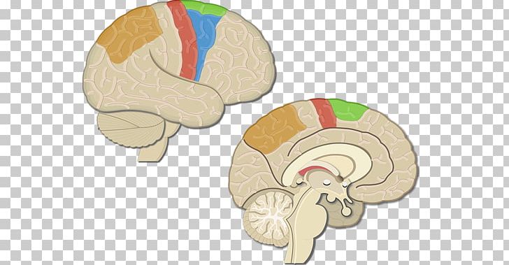 Brain Primary Motor Cortex Premotor Cortex Posterior Parietal Cortex PNG, Clipart, Brain, Brodmann Area 6, Cerebral Cortex, Cerebral Hemisphere, Ear Free PNG Download