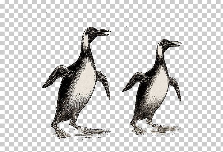 Penguin Stock Illustration Drawing PNG, Clipart, African Penguin, Animal, Beak, Bird, Black And White Free PNG Download