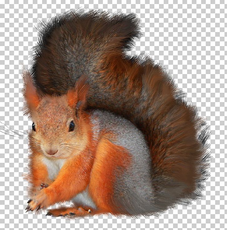 Tree Squirrels Photography PNG, Clipart, Animal, Autumn, Blog, Fauna, Fox Squirrel Free PNG Download
