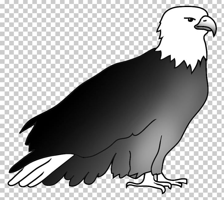 Bald Eagle Drawing Hawk Beak PNG, Clipart, Accipitriformes, Animals, Bald, Bald Eagle, Beak Free PNG Download