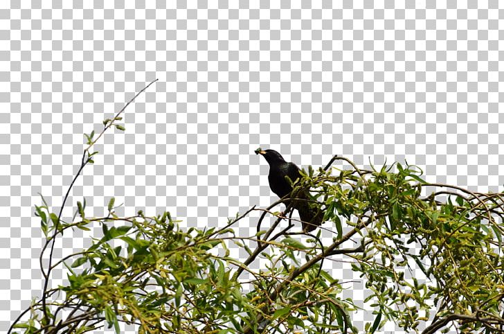 Shrub Bird PNG, Clipart, Animals, Beak, Bird, Bird Nest, Birds Free PNG Download