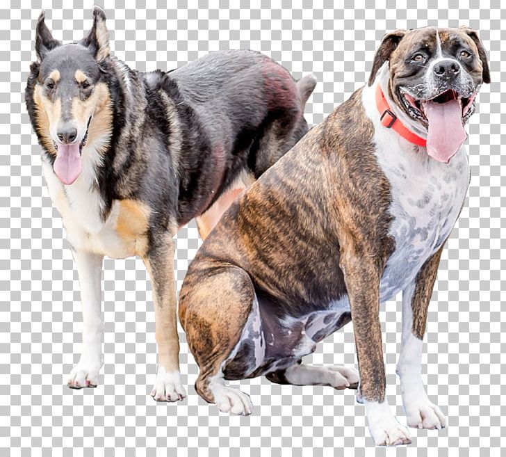 Dog Breed Snout Crossbreed PNG, Clipart, Animals, Boxer Dog, Breed, Carnivoran, Crossbreed Free PNG Download