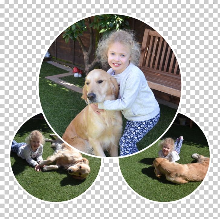 Golden Retriever Puppy Dog Breed Companion Dog PNG, Clipart, Animals, Breed, Carnivoran, Child, Companion Dog Free PNG Download