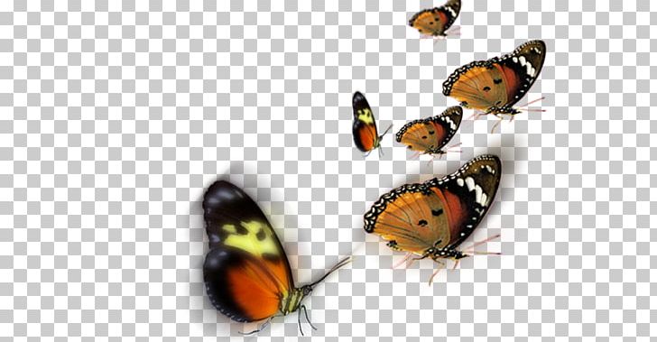 Butterfly PNG, Clipart, Adobe Systems, Arthropod, Blog, Brush Footed Butterfly, Butterflies And Moths Free PNG Download