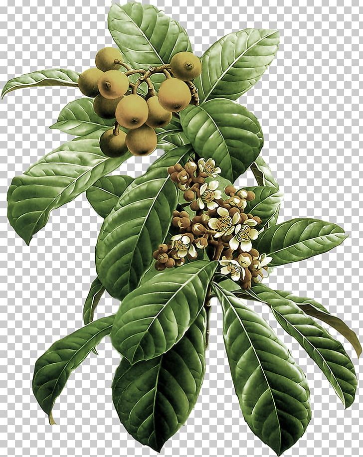 Flower Painting Art Loquat Fruit PNG, Clipart, Art, Artist, Branch, Branches, Cherry Tree Free PNG Download
