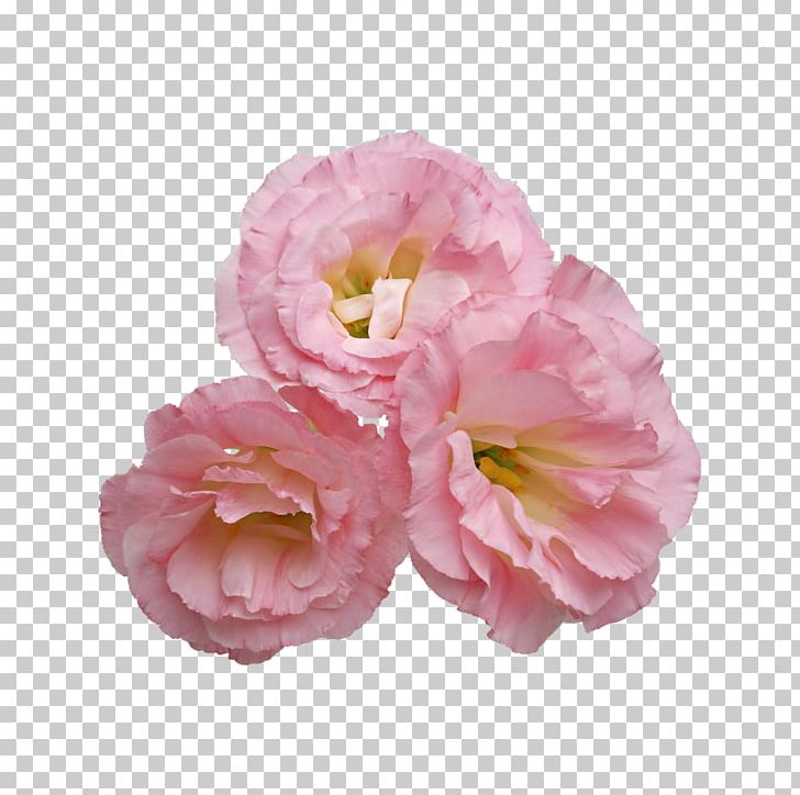 Flower PNG, Clipart, Art, Artificial Flower, Camellia, Cut Flowers, Digital Image Free PNG Download