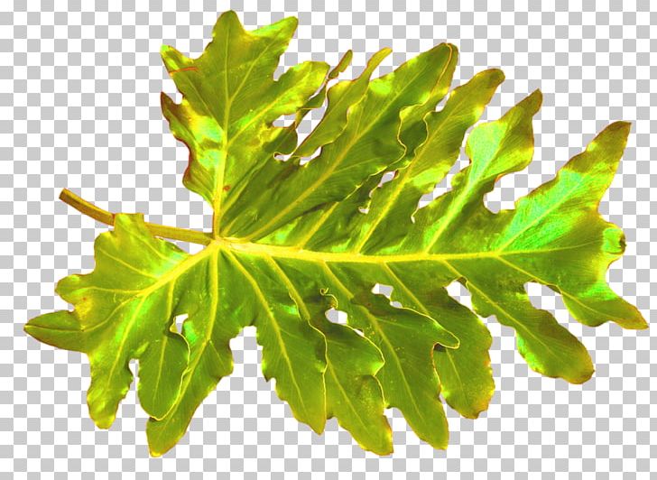 Leaf Illustration Parsley Watercolor Painting PNG, Clipart, Accessories, Designer, Download, Green, Green Plant Free PNG Download