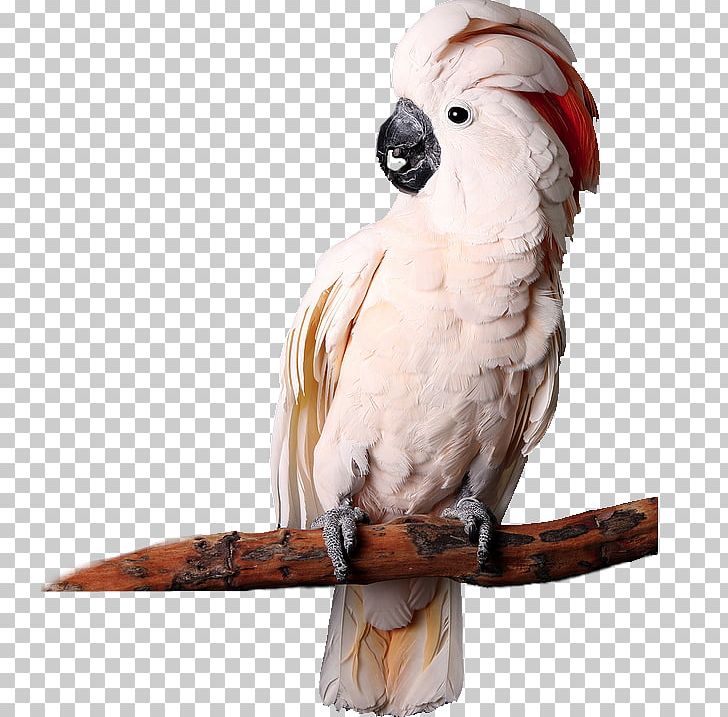 Maluku Islands Bird Salmon-crested Cockatoo Major Mitchell's Cockatoo PNG, Clipart, Bird, Maluku Islands, Salmon Crested Cockatoo Free PNG Download