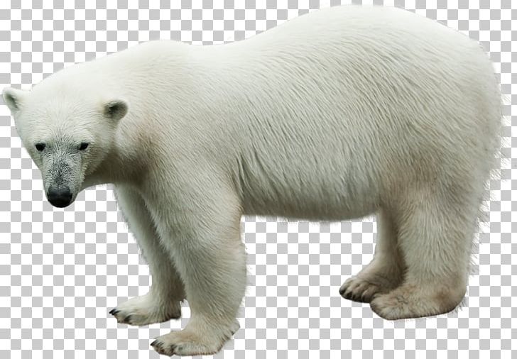 Polar Bear Animal PNG, Clipart, Animal, Animals, Bear, Carnivora, Carnivoran Free PNG Download