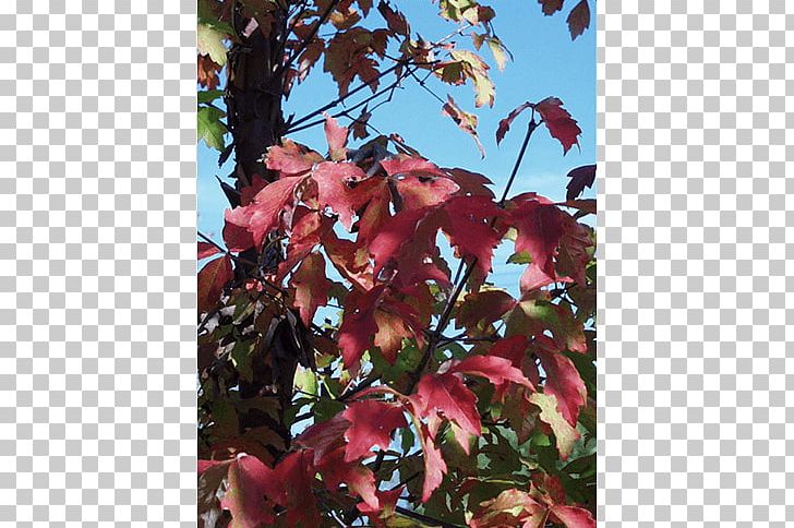 Sugar Maple Tree Branch Nursery Shrub PNG, Clipart, Autumn, Autumn Leaf Color, Branch, Flora, Flower Free PNG Download