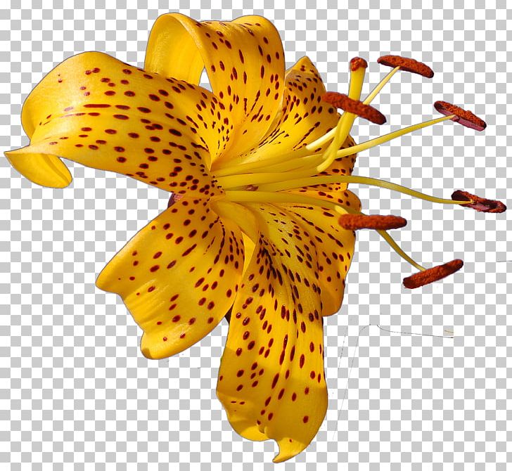 Flower Lilium Photography PNG, Clipart, Alstroemeriaceae, Clip Art, Color, Daylily, Floral Design Free PNG Download
