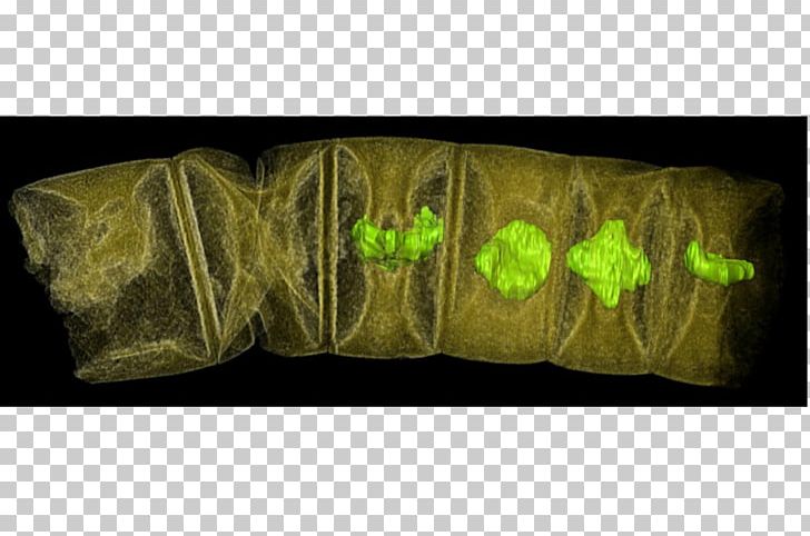Fossil Multicellular Organism Plant Algae Science PNG, Clipart, Algae, Cell, Discovery, Food Drinks, Fossil Free PNG Download