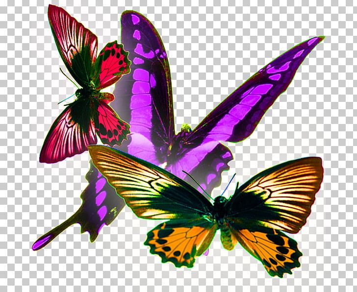 Monarch Butterfly Moth PNG, Clipart, Brush Footed Butterfly, Butterflies, Butterfly Group, Encapsulated Postscript, Flower Free PNG Download