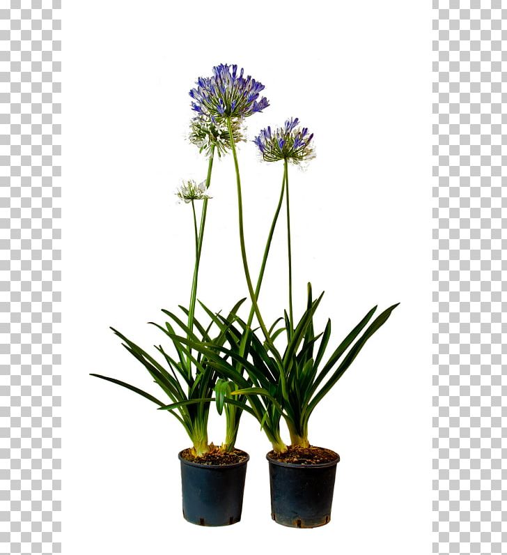 Vivai Cantatore Plant Lily Of The Nile Cut Flowers PNG, Clipart, Bird Of Paradise Flower, Cut Flowers, Flower, Flowering Plant, Flowerpot Free PNG Download