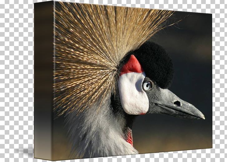 Crane Stock Photography Bird PNG, Clipart, Beak, Bird, Black Crowned Crane, Crane, Crane Like Bird Free PNG Download