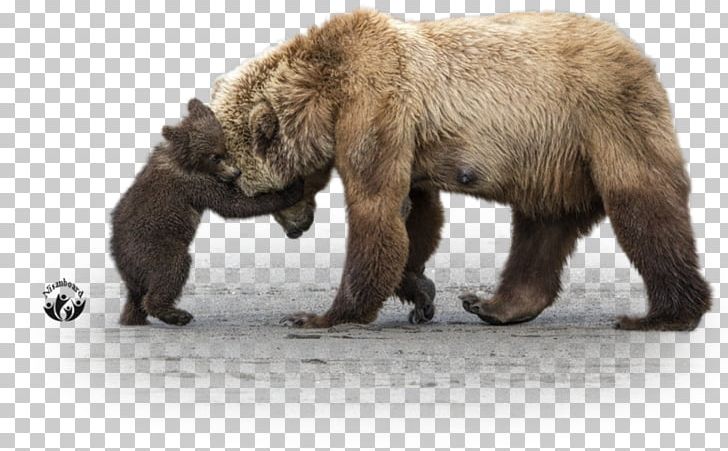Grizzly Bear Alaska Peninsula Brown Bear Giant Panda PNG, Clipart, Alaska, Alaska Peninsula Brown Bear, Animal, Animals, Art Free PNG Download