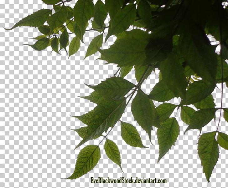Leaf Tree Photography PNG, Clipart, Animation, Branch, Deciduous, Desktop Wallpaper, Deviantart Free PNG Download