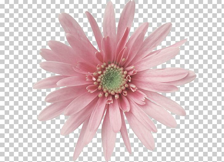 Physician PNG, Clipart, Aster, Chamomile, Chrysanths, Cut Flowers, Daisy Free PNG Download